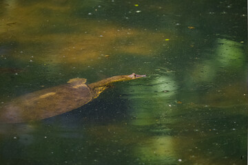 Soft-shelled pond turtle swimming in lake at Roswell boardwalk in Roswell Georgia.