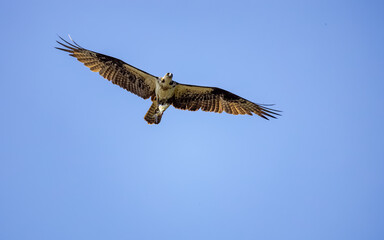 Osprey fishing eagle flying over lake at Roswell Boardwalk in Roswell Georgia.
