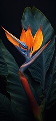 Close View Strelitzia Flower Isolated