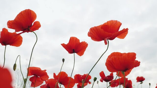 The wind sways red and beautiful poppy flower. Red flower and red petals. Close up footage of poppy flowers. Poppy heads.	
