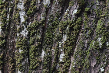 Bark surface of a an Acacia Auriculiformis Tree trunk with the Mosses, lichens