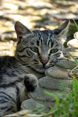 cat in the garden