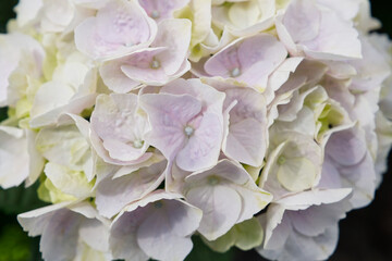 Blooming Colorful flowers of hydrangea, Hydrangea macrophylla. Cultivar bigleaf hydrangea. Beautiful flowers of hydrangeas in a garden in sunny day