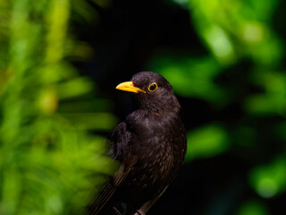 portrait of a male blackbird