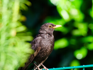 male blackbird
