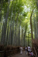 Arashiyama Bamboo Grove in Kyoto, Japan