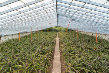 Greenhouse at a pineapple plantation on São Miguel island of the Azores. 