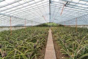 Greenhouse at a pineapple plantation on São Miguel island of the Azores. 