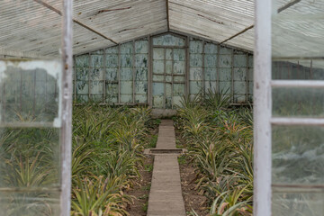 Greenhouse at a pineapple plantation on S&atilde;o Miguel island of the Azores. 