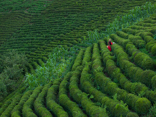Woman Picking Tea in the Tea Garden Drone Photo, Tirebolu Giresun, Rize Turkey (Turkiye)