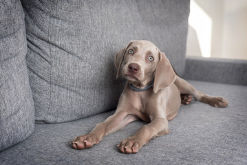 Weimaraner dog puppy lying on sofa looking at camera. Grey short haired dog breed. Pet care