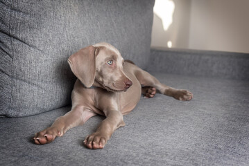 Weimaraner dog puppy relaxed and lying on a sofa. Grey short haired dog breed with blue eyes. Pet care