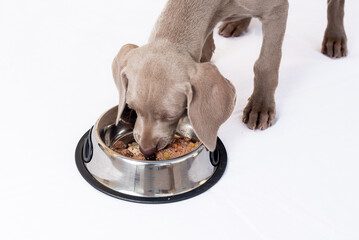 Hungry Weimaraner puppy eating at its feeder on white background. Healthy feeding of dogs and domestic pets