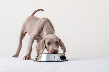 Hungry Weimaraner puppy, looking at camera and eating at his feeder on white background. Healthy...