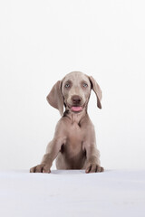 Close-up of a happy Weimaraner puppy smiling with tongue out on white background. Portrait of a cute puppy