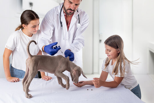 Two girls distract their Weimaraner puppy at a veterinary clinic while the veterinarian vaccinates the dog for possible diseases. Vaccination and animal health