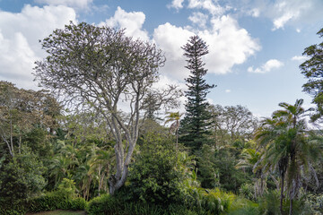 Green nature and trees feels like a jungle.