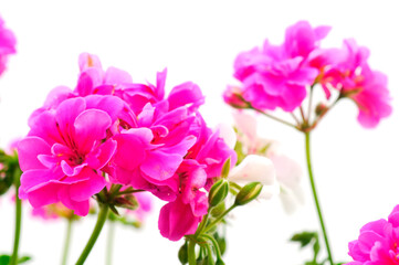 Obraz premium Beautiful geranium flower.