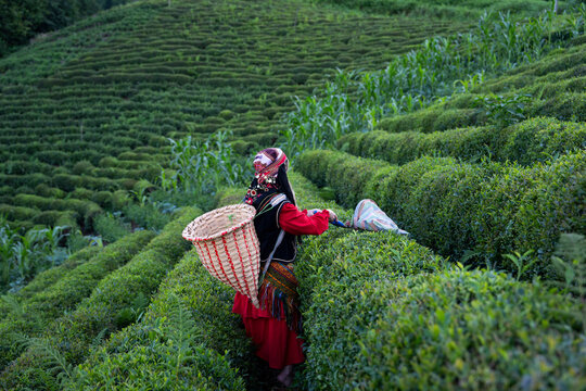Woman Picking Tea in the Tea Garden Drone Photo, Tirebolu Giresun, Rize Turkey (Turkiye)