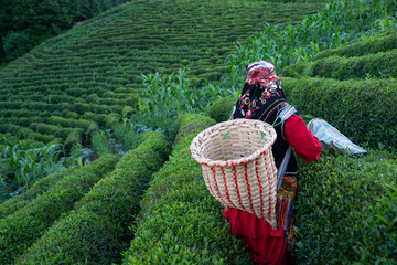 Woman Picking Tea in the Tea Garden Drone Photo, Tirebolu Giresun, Rize Turkey (Turkiye)