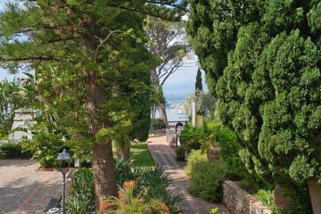 typical southern italian vegetation, olive, oleander, capsicum, fig, aloe, gum tree, dragon tree, and so many others, taormina, sicily