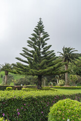 Green nature on the Azores Island.