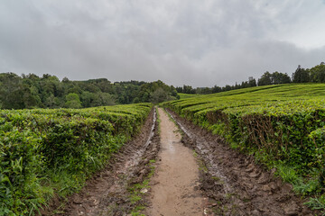 Fototapeta na wymiar View over the tea plantation of Gorreana located on Sao Miguel Island of the Azores. 