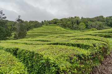 Fototapeta na wymiar tea farm with well maintained plants in the azores portugal