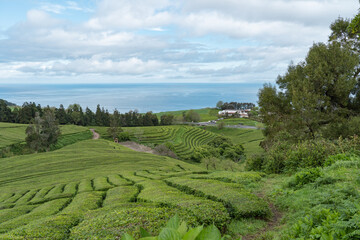 Tea plantation Gorreana on Sao Miguel Island in the Azores of Portugal. 
