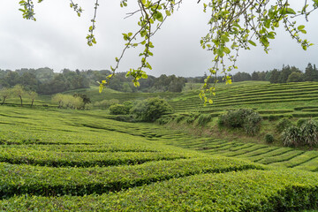 Tea plantation Gorreana on Sao Miguel Island in the Azores of Portugal.  - obrazy, fototapety, plakaty