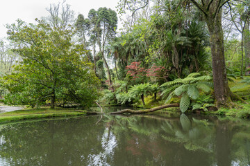 The rainforest, jungle on Sao Miguel in the Azores. Paque Terra Nostra with thermal bath of the...