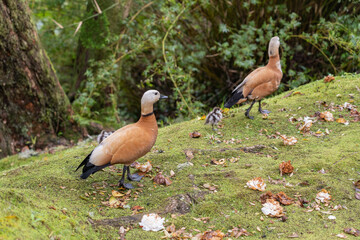 Birds walking around in nature.
