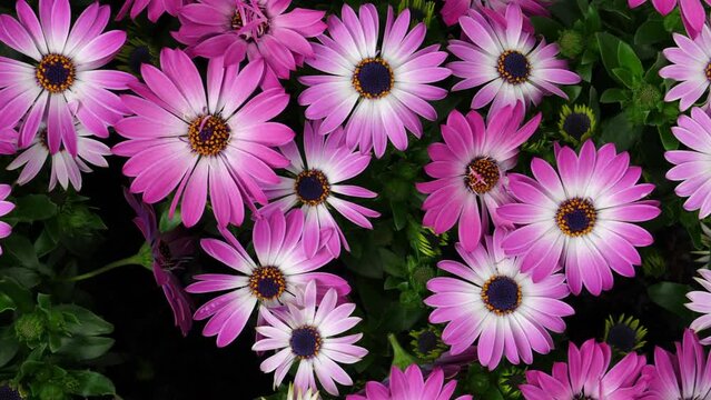 Osteospermum ecklonis or Cape Marguerite, Dimorphotheca, Cape daisy flowers as a natural floral background.