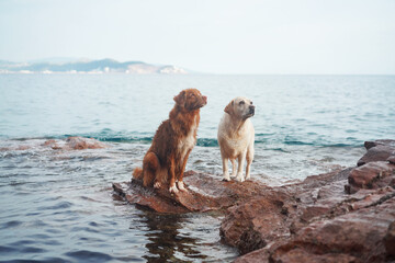 two dogs stand on a stone by the sea. Nova Scotia duck tolling retriever and labrador retriever...