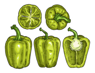 Whole and half green sweet bell peppers. Vintage engraving vector black illustration.