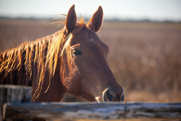 Chestnut or sorrel quarter horse on a working cattle ranch