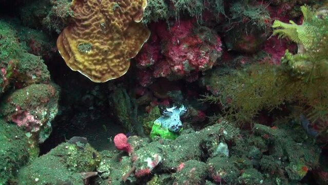 Underwater environment of Bali is enriched by presence of underwater polyp. Underwater ecosystem of Bali is treasure trove of biodiversity, with underwater polyps contributing to its richness.