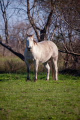 Beautiful grey quarter horse in a field.