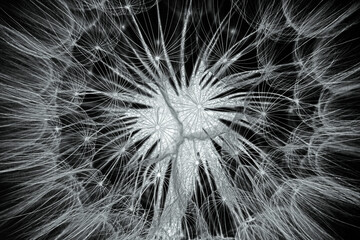 flower fluff, dandelion seeds  - beautiful macro photography