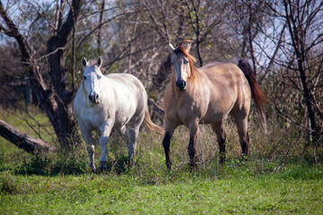 Obraz na płótnie Canvas A buckskin or dun and gray quarter horse on a working cattle ranch