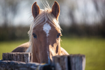 Palomino mare quarter horse fence with grazing horses in the background.