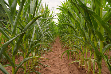 Corn field, cultivated corn cob start to grow, harvest in the summer, agriculture plants for food, farmland on the countryside 