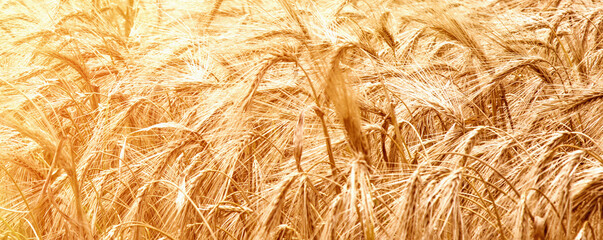 Golden Barley Ears (agriculture, harvest, industry). Horizontal image.
