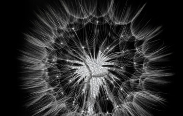 flower fluff, dandelion seeds  - beautiful macro photography