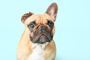 Cute French bulldog on blue background, closeup