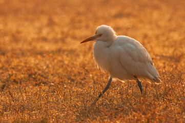 Eastern Cattle Egret, Bubulcus coromandus