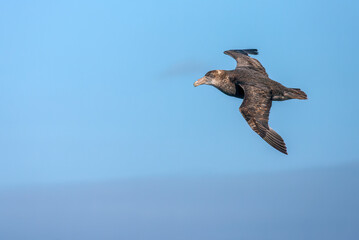 Southern Giant Petrel, Macronectes giganteus