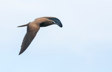 Common Brown Noddy, Anous (stolidus) stolidus