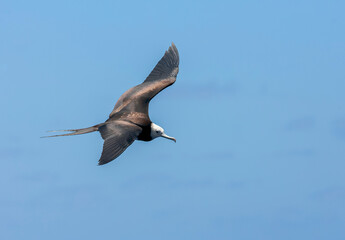 Ascension Frigatebird, Fregata aquila