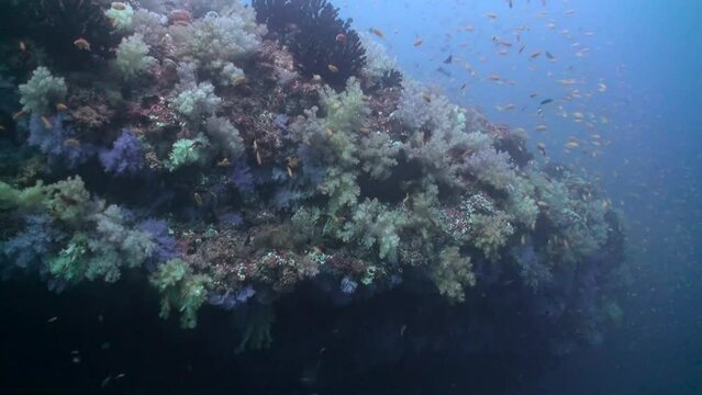 Underwater coral reef is vibrant with school of small yellow fish in Maldives. Presence of school of small fish brings dynamism to underwater coral reef.
